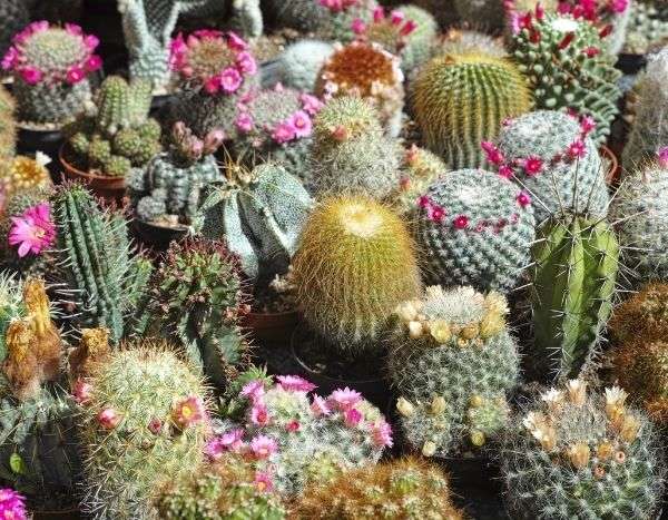 Taking cuttings from cacti and succulents