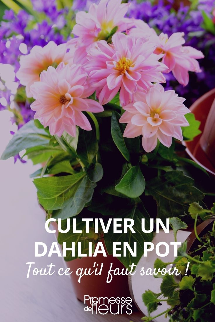 potted dahlia