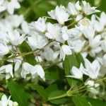 Deutzia: 5 Pairing Ideas