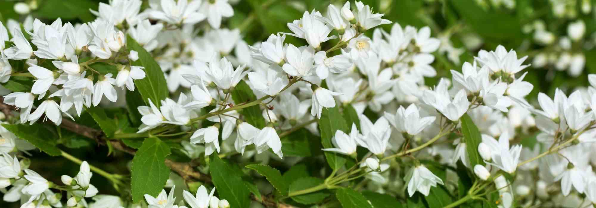 Deutzia: 5 Pairing Ideas
