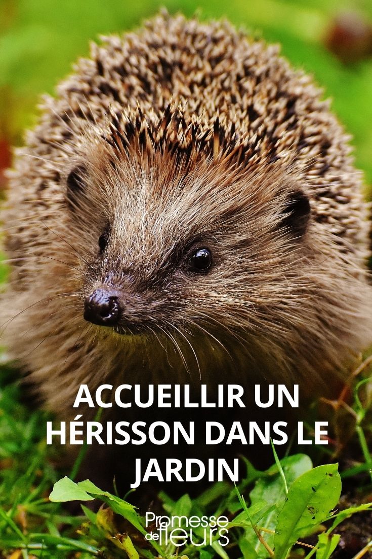 Hedgehog in the Garden