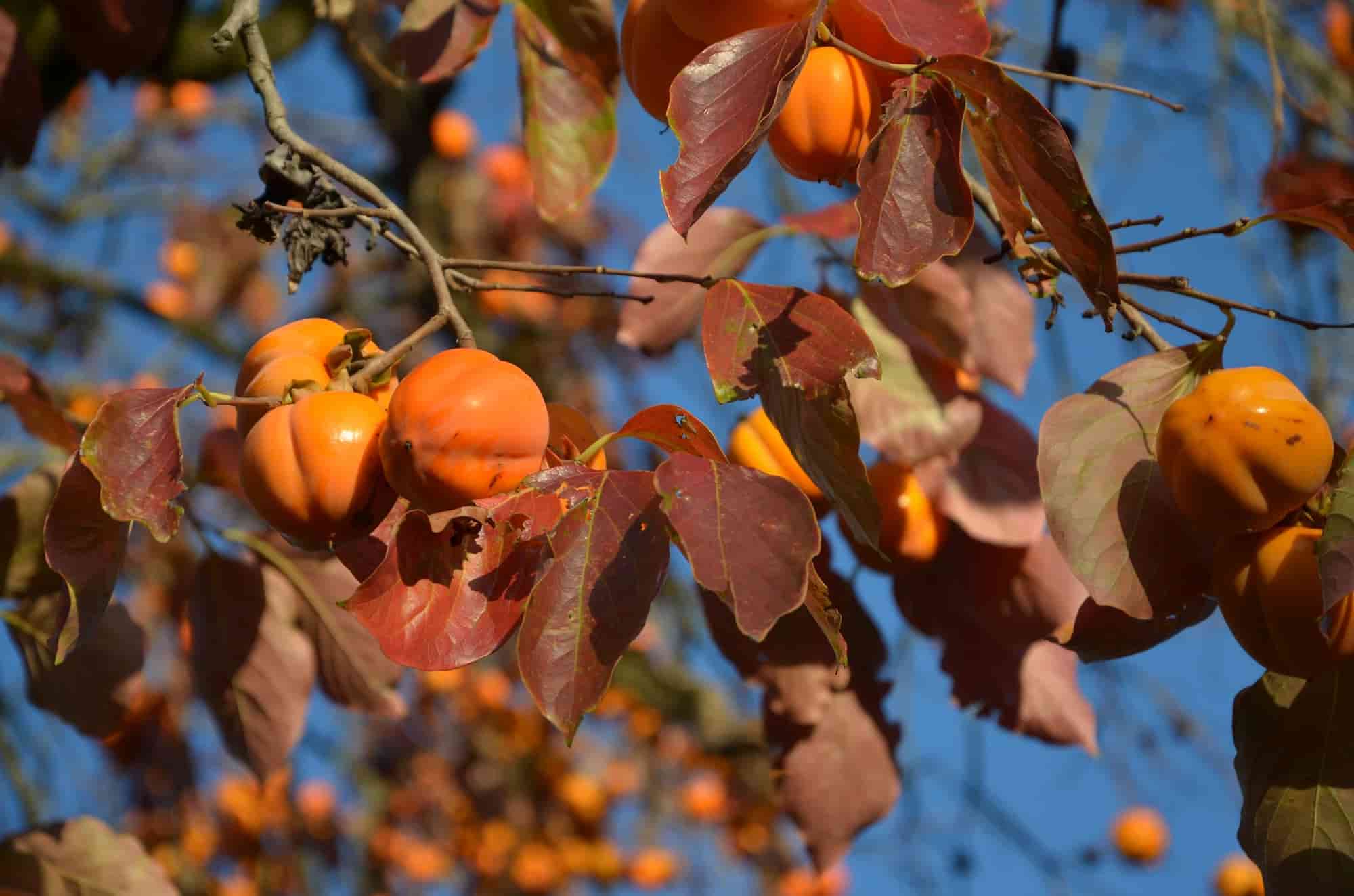 Astringent fruits