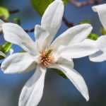 White-flowered magnolias