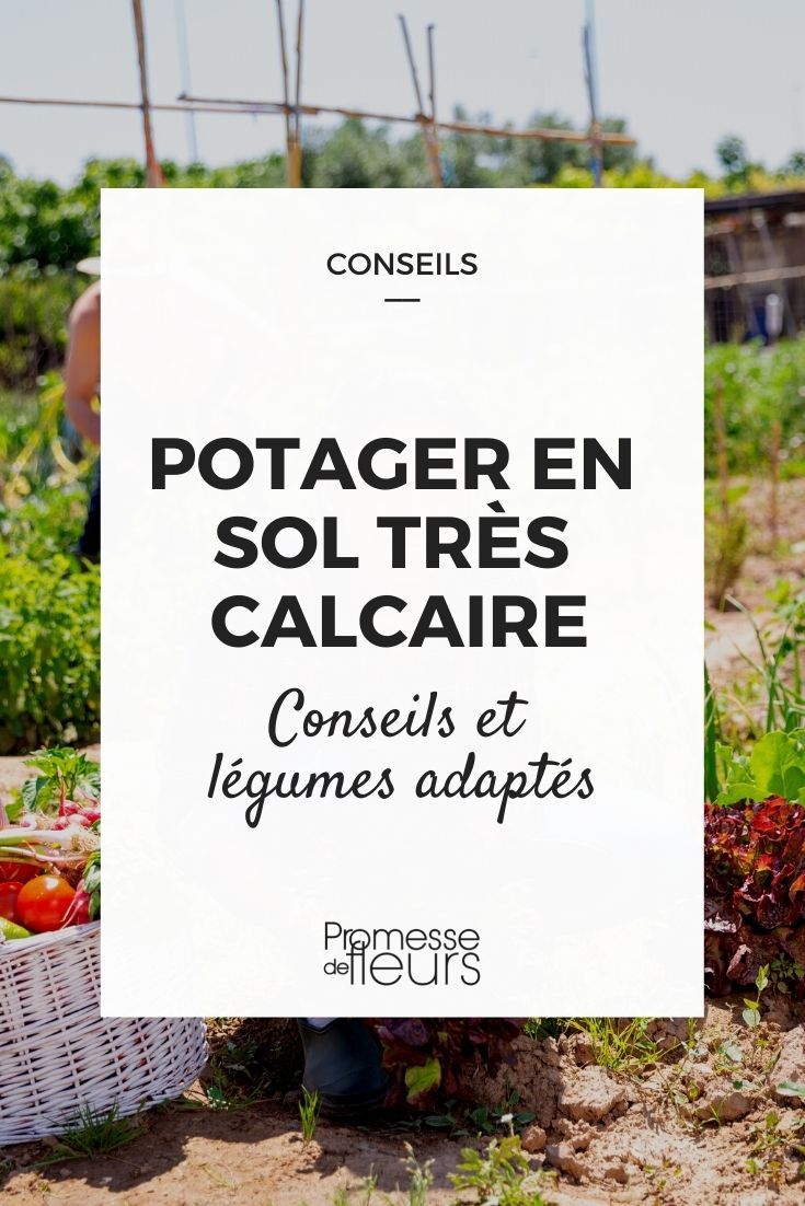 vegetable garden with very chalky soil