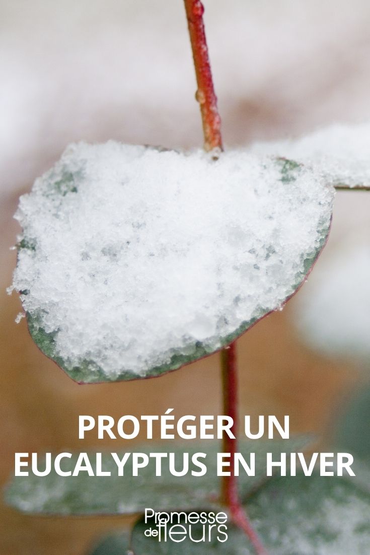 Protecting an Eucalyptus in Winter

Eucalyptus trees, known for their aromatic leaves and striking appearance, are a wonderful addition to any garden. However, they require some special care during the colder months, especially in regions where temperatures drop significantly. Here's how you can ensure your eucalyptus stays healthy and vibrant through the winter.

### Choose the Right Species

Firstly, it's important to choose a species of eucalyptus that can tolerate your local climate. Some species are more frost-resistant than others. For instance, Eucalyptus gunnii and Eucalyptus parvula are known for their ability to withstand lower temperatures.

### Planting Location

Select a sunny, sheltered spot to plant your eucalyptus. This will help minimize the exposure to harsh winter winds and frost, which can cause significant damage to the tree.

### Mulching

Apply a thick layer of mulch around the base of the tree before the onset of winter. This helps to keep the roots warm and prevents the soil from freezing. Organic materials like bark chips or straw are excellent choices for mulching.

### Wrapping

For younger or more vulnerable eucalyptus trees, consider wrapping the trunk and the lower branches with a horticultural fleece. This extra layer of protection can be crucial in preventing frost damage during particularly cold spells.

### Pruning

Avoid heavy pruning in the autumn, as this can stimulate new growth that will be too tender to withstand the winter cold. If necessary, do light pruning to remove any dead or damaged branches, which can be more susceptible to winter damage.

### Watering

Reduce watering in the winter, as eucalyptus trees require less moisture during the colder months. However, ensure the soil does not completely dry out, especially if the winter is dry and windy.

By following these guidelines, your eucalyptus should remain a robust and beautiful feature in your garden, even through the chill of winter. Remember, the key to successful overwintering lies in preparation and choosing the right species suited to your local environment.