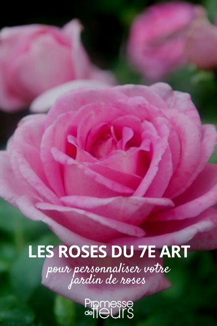Roses of the Seventh Art