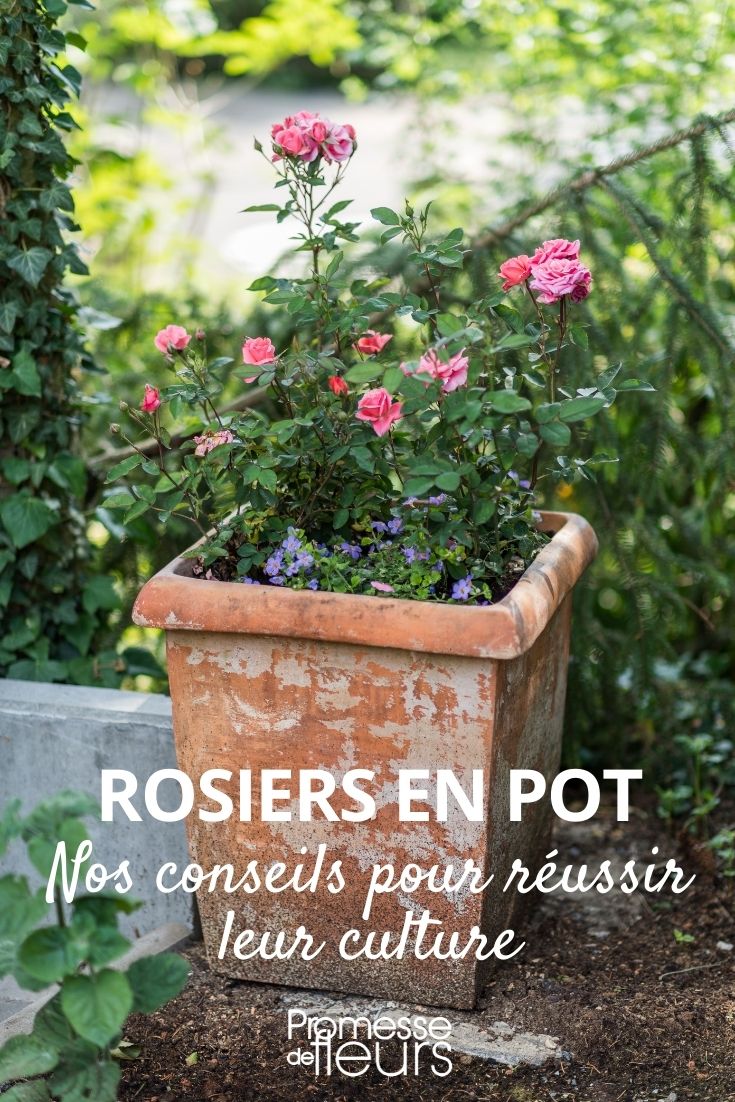 potted rose Growing a Rose in a Pot