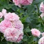 Roses of Legends