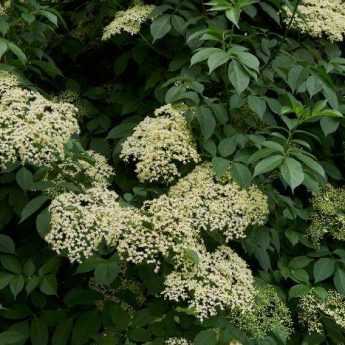 When and how to dry elderflower?