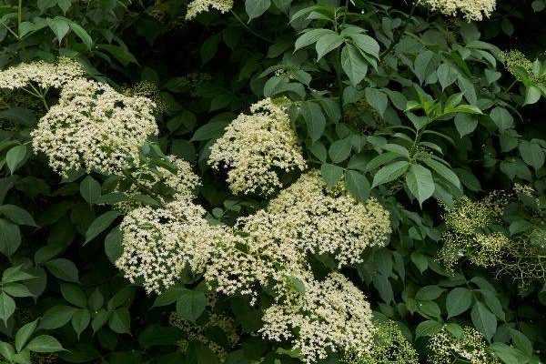 When and how to dry elderflower?