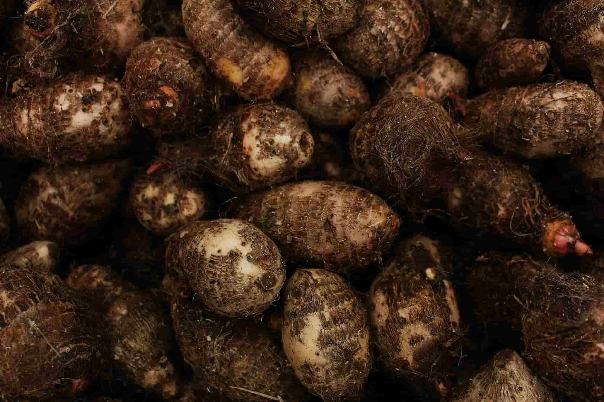 10 unusual and curious vegetables