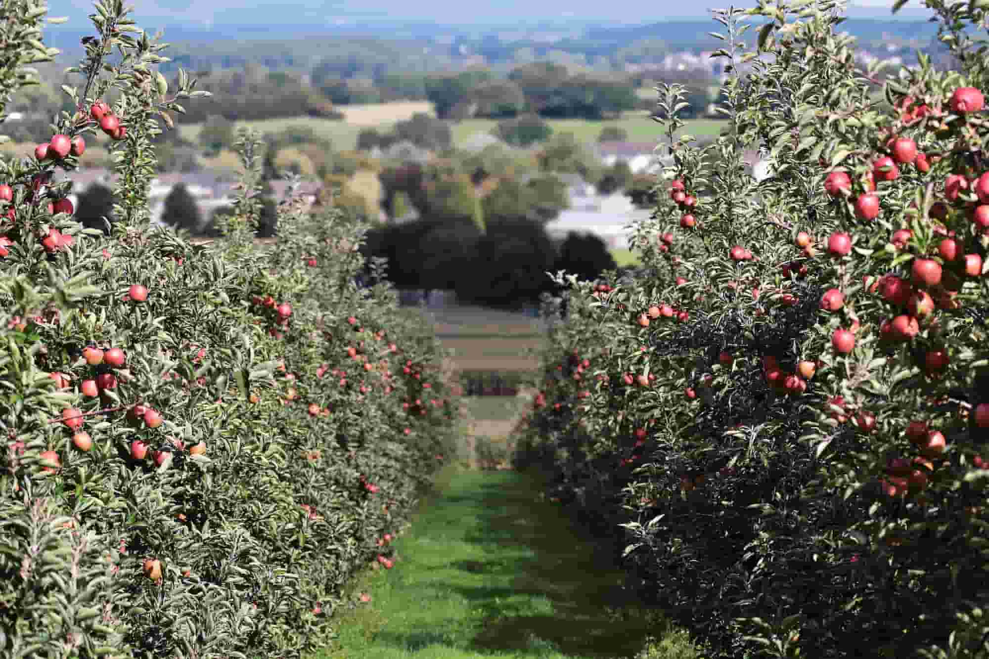 Fruit trees for beginners