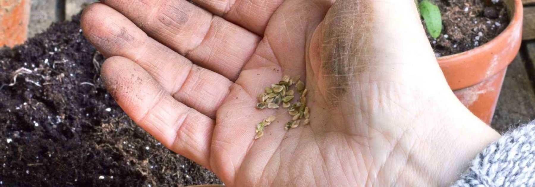 How to know if old seeds are still good?