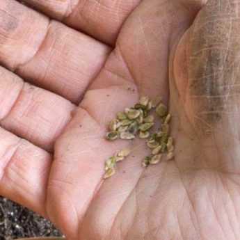 How to know if old seeds are still good?