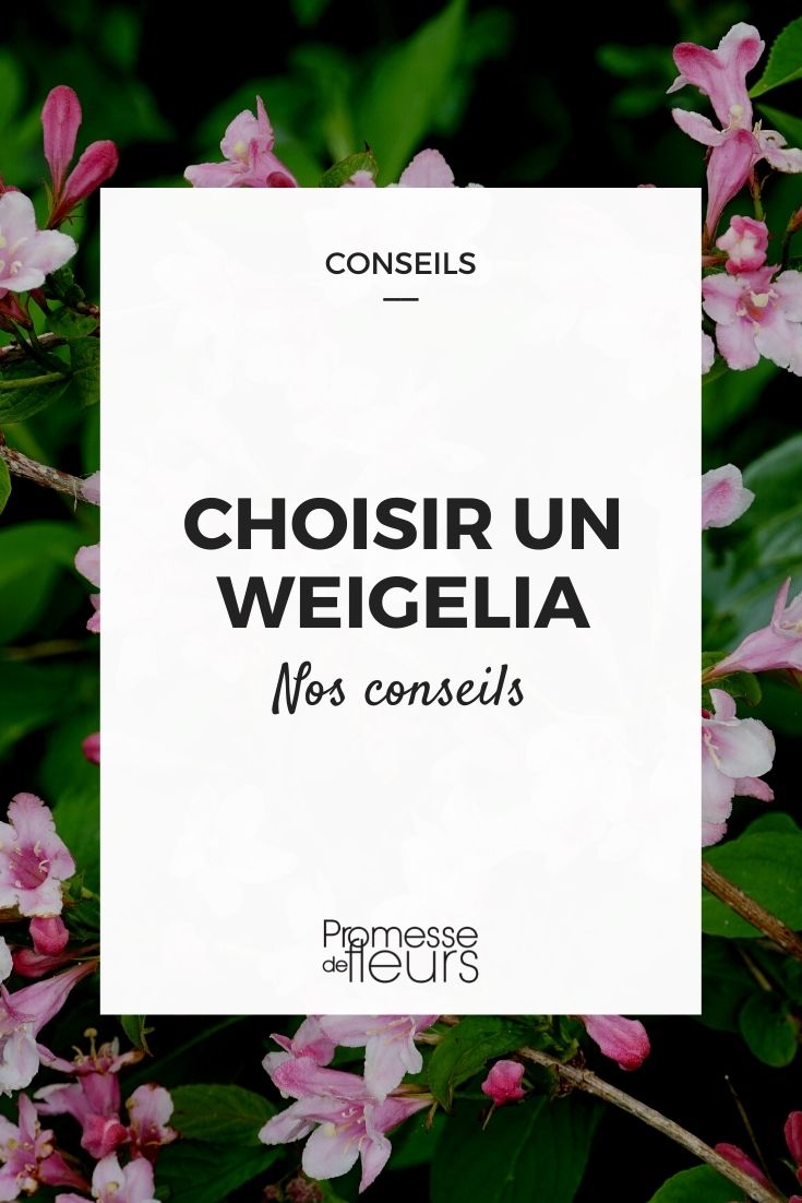 Choosing a Weigela