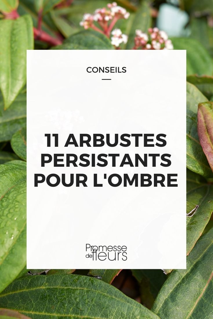 Evergreen Bushes for Shade