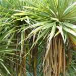 Associate the cordyline