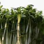 Watercress: sowing, cultivation, harvest