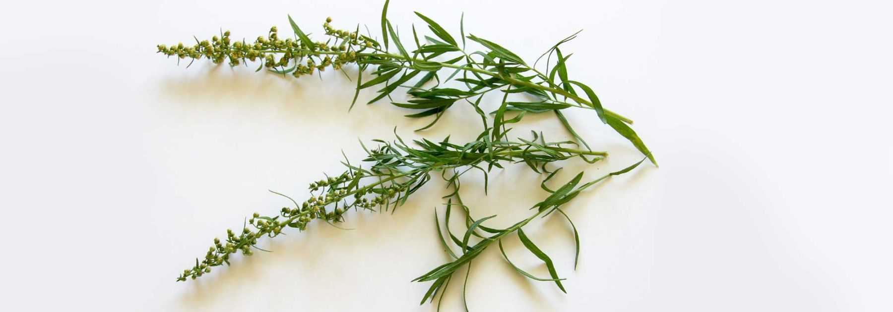 How to Dry Tarragon?