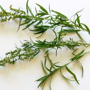 How to Dry Tarragon?