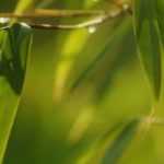 Bamboo, Fargesia: planting and care