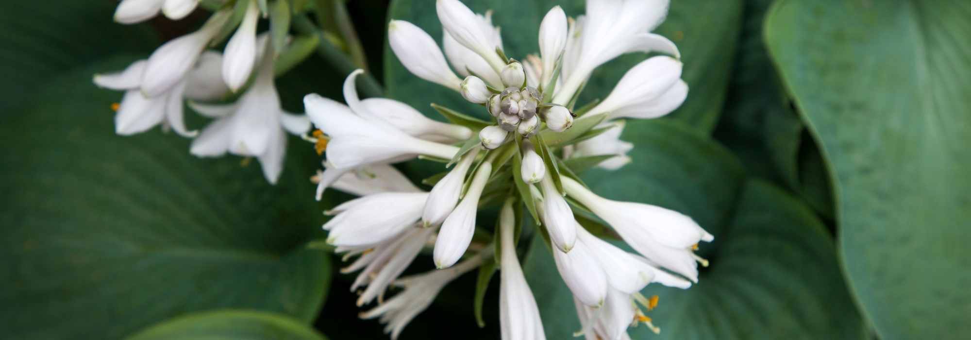 Fragrant Hostas