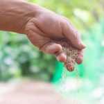 How to successfully sow by broadcasting?