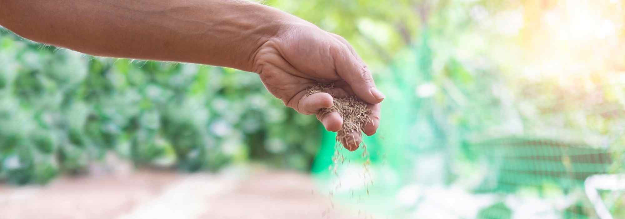 How to successfully sow by broadcasting?