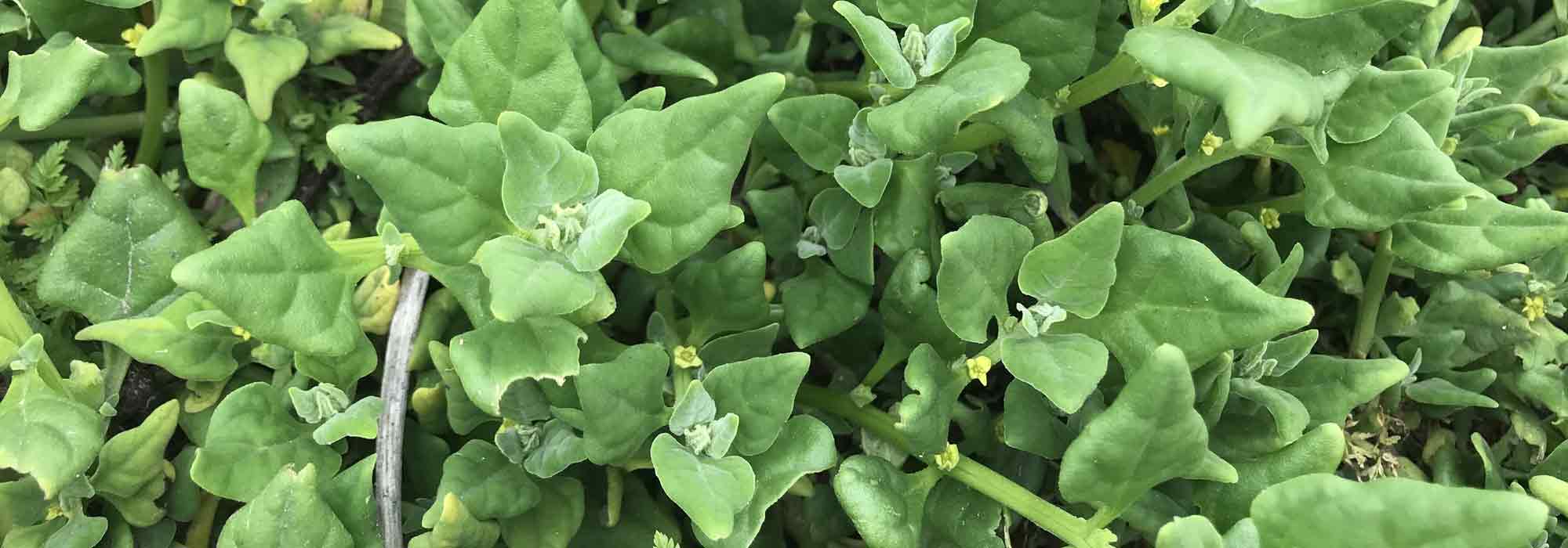 Tetragonous: sowing, cultivation, harvest