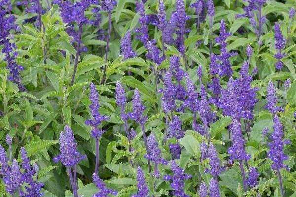 How to sow Agastache?