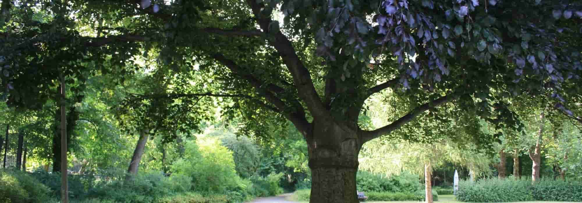 How to calculate the age of a tree without cutting it down?