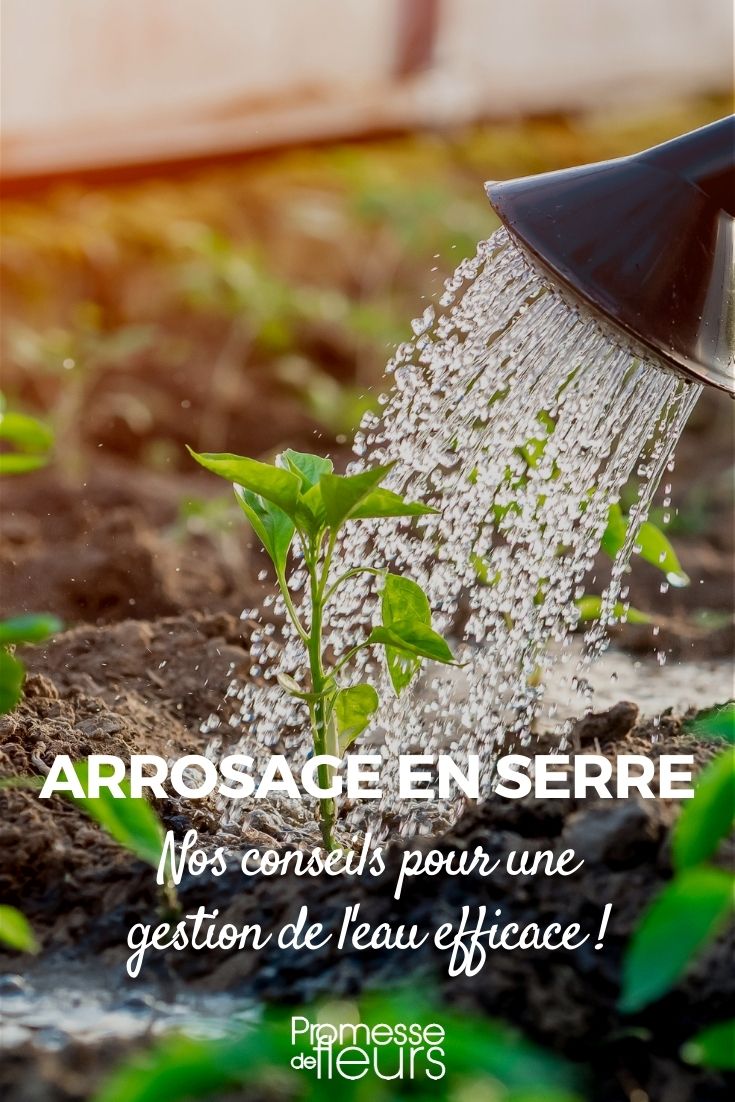 How to Water Properly in the Greenhouse

Watering plants in a greenhouse is a vital task that requires precision and understanding of your plants' needs. Unlike outdoor gardening, the greenhouse environment can lead to higher humidity and temperature levels, which can affect how often and how much you need to water your plants. Here are some tips to ensure you water effectively in your greenhouse:

1. **Check the Soil Moisture**: Before watering, always check the soil moisture. The top layer might look dry, but just a few centimeters below, it could be quite moist. Use a soil moisture meter or simply insert your finger into the soil to check the moisture level.

2. **Water in the Morning**: Watering in the morning is ideal as it allows the water to reach the roots before temperatures rise. This reduces evaporation and ensures that plants have sufficient moisture throughout the day.

3. **Use Lukewarm Water**: Cold water can shock the plants, especially in a warm greenhouse environment. Using lukewarm water helps to maintain a stable temperature within the soil.

4. **Be Consistent**: Plants in a greenhouse environment thrive on consistency. Try to water your plants at the same time each day. This helps in establishing a routine and reduces stress on the plants.

5. **Adjust According to the Season**: The watering needs of plants can change with the seasons. During the warmer months, you might need to water more frequently, while in cooler months, less water may be required.

6. **Use the Right Tools**: Use a watering can with a long spout to reach all plants easily, or consider installing a drip irrigation system for a more automated and consistent watering process.

7. **Monitor Humidity Levels**: High humidity can lead to issues like mold and mildew. Make sure your greenhouse is well-ventilated to manage humidity levels effectively.

By following these guidelines, you can ensure that your greenhouse plants are healthy, well-hydrated, and thriving.