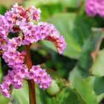 5 ground cover plants for clay soil