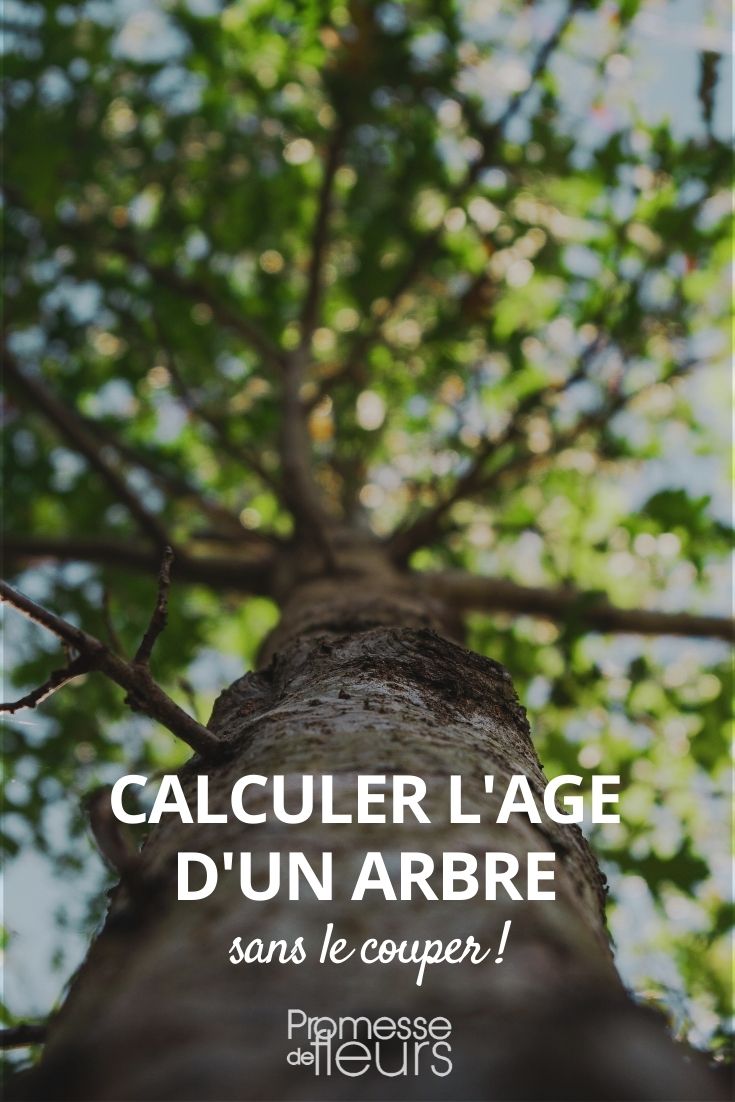 Calculating the Age of a Tree Without Cutting It Down

Determining the age of a tree without resorting to cutting it down is a fascinating process that can be achieved through several methods. One of the most common techniques is to use an increment borer. This tool allows you to extract a small core from the tree, which includes its annual growth rings. By counting these rings, you can estimate the tree's age.

Another non-invasive method is to measure the circumference of the tree trunk. By using a specific formula that takes into account the growth factor of the tree species, you can approximate the age. This method, however, requires knowledge of the growth rate typical for the tree's species, which can vary widely.

For those who prefer not to even slightly harm the tree, observing its size, general condition, and comparing it with other trees of known ages in similar conditions can provide a rough estimate. However, this method is the least precise.

Whichever method you choose, it's a wonderful way to connect with nature and gain a deeper appreciation for the longstanding presence of our arboreal companions.