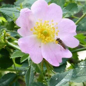 How to Make Rose Hip Jam? From Picking to Recipe