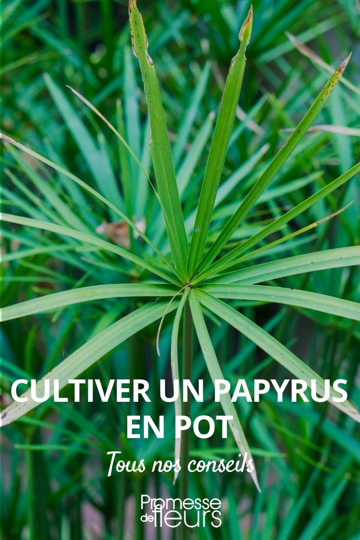 potted papyrus