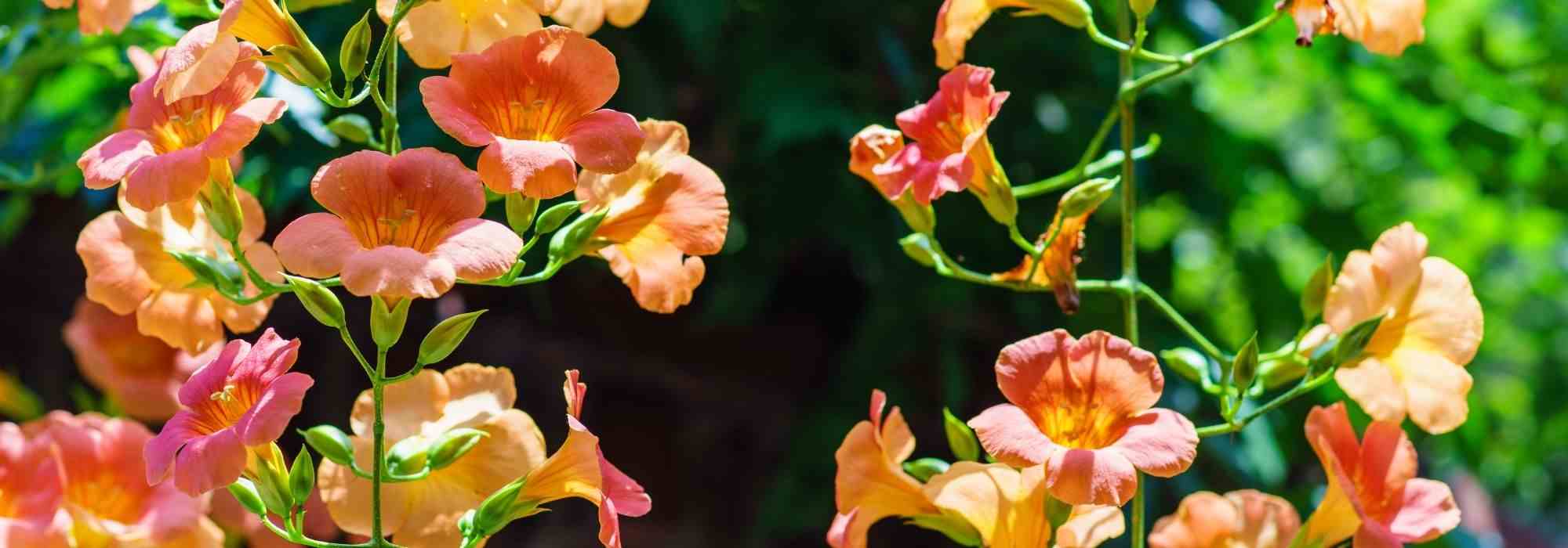 5 climbing plants to grow in pots on a south-facing balcony