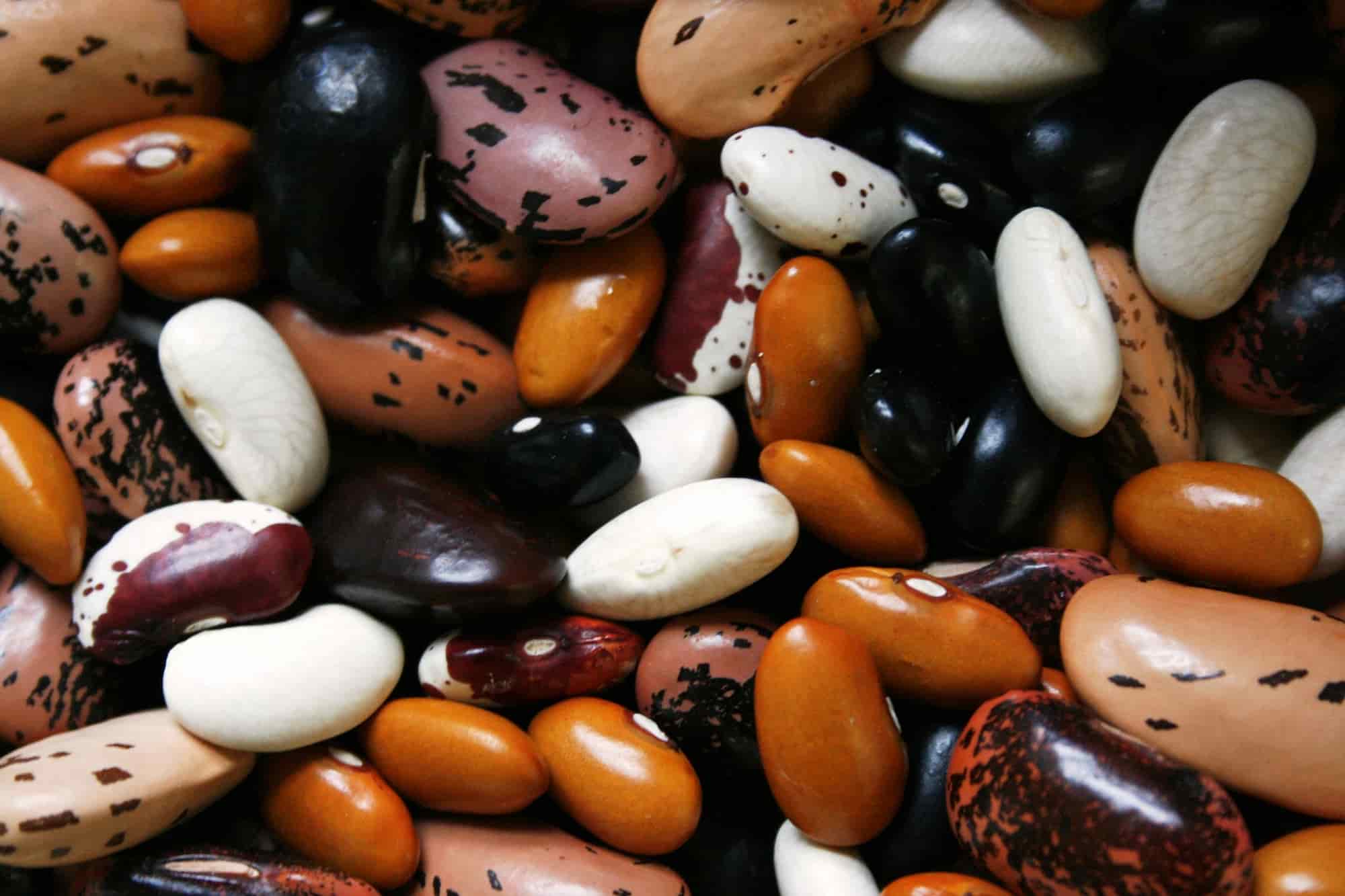 The cultivation of dry beans