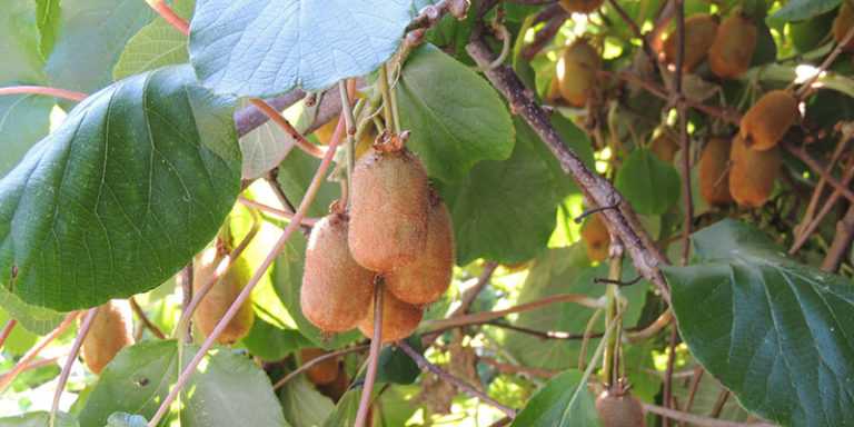 When and how to prune kiwi plants?