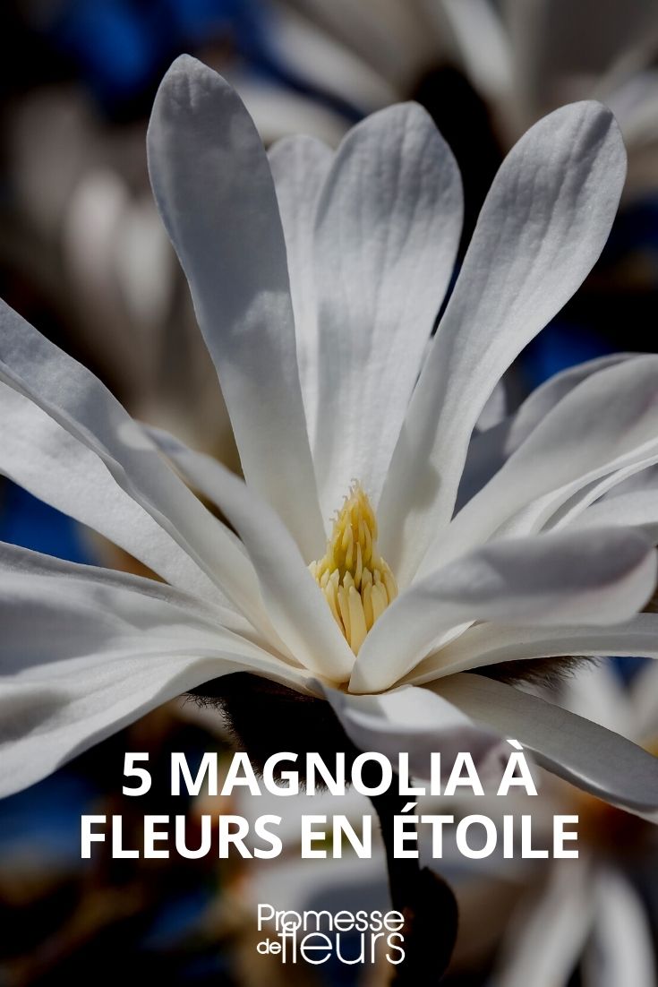 Selection of Star-Shaped Flower Magnolias