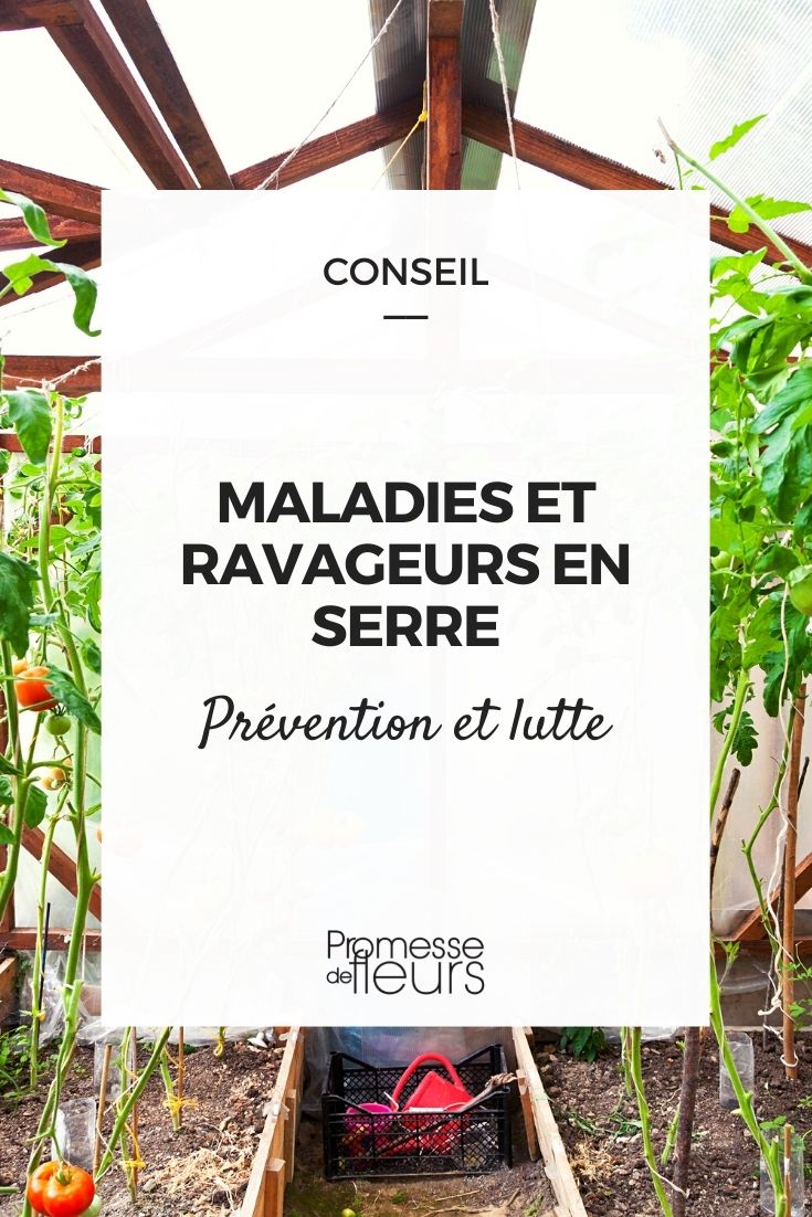 Greenhouse Pests and Diseases