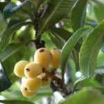 Japanese medlar: planting, growing, harvesting