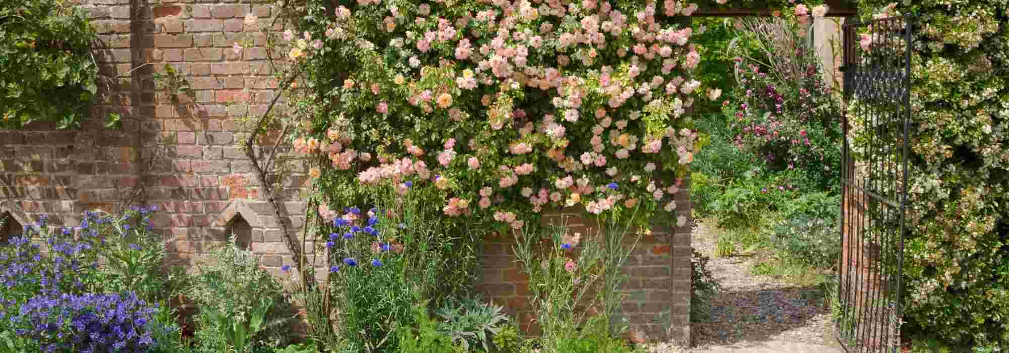 What to plant at the foot of a wall?