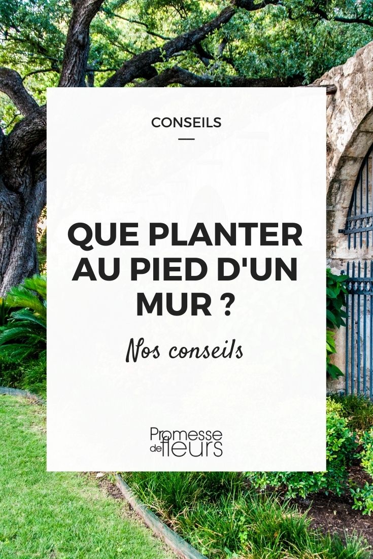 What to Plant at the Base of a Wall