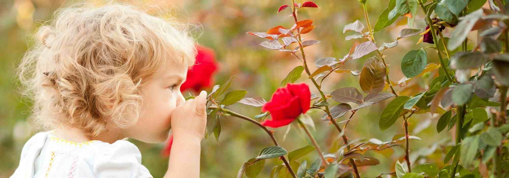 Roses for Young and Old Children