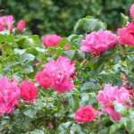 How to choose a ground cover rose?