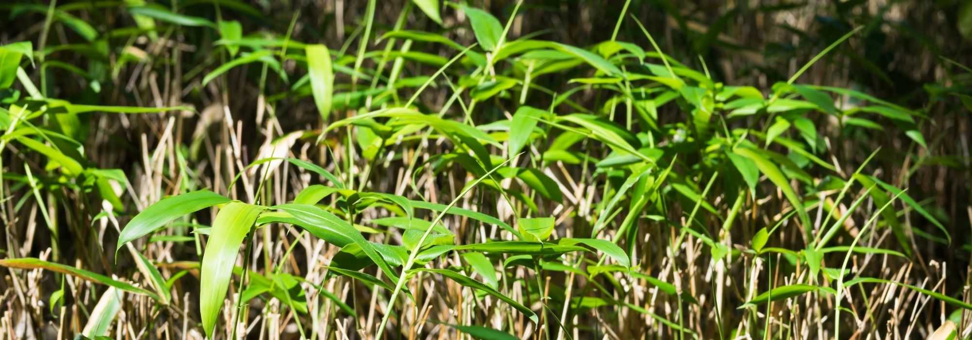 Sasa, bamboo: planting, cultivation, and uses