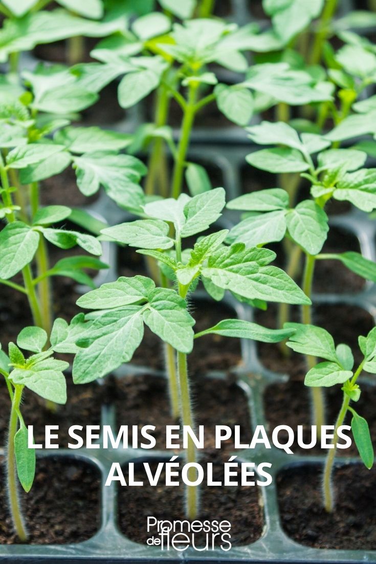sowing in alveolate trays