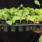 How to sow on an alveolate tray?