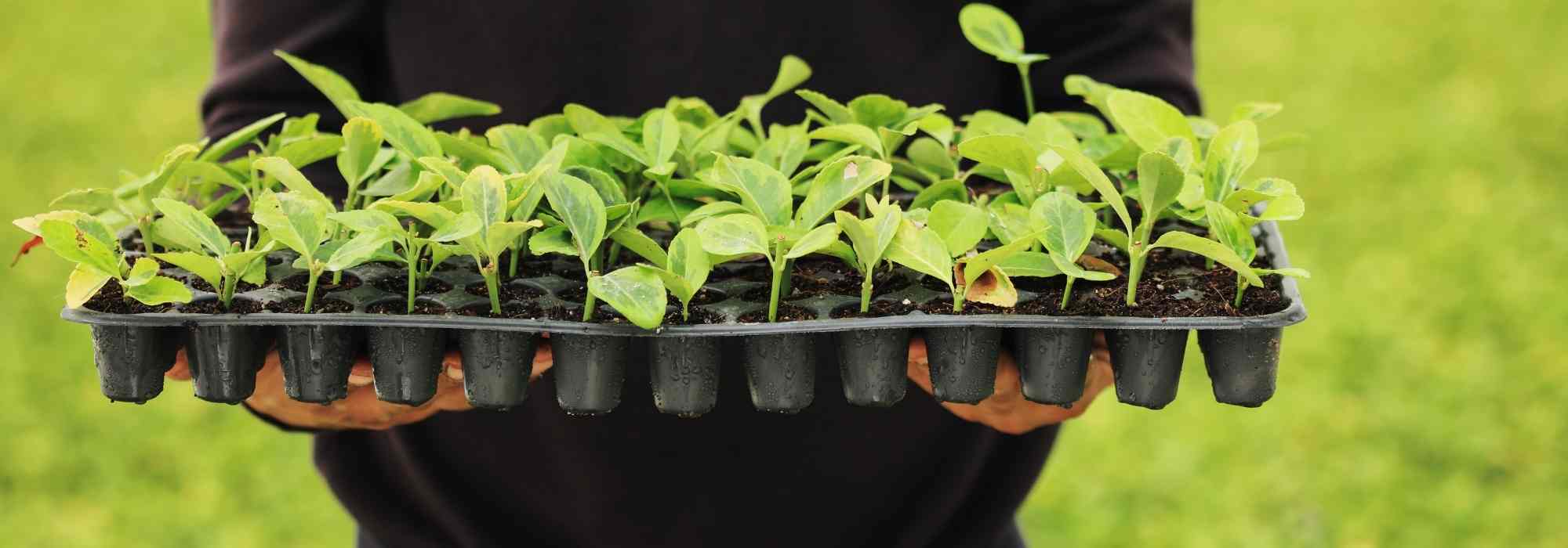 How to sow on an alveolate tray?